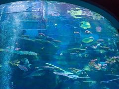 -暹罗海洋世界