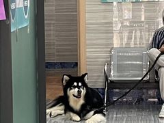 -瑞派名望志远动物医院·猫科·內科·异宠专科(直港大道店)