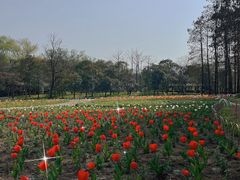 -上海共青森林公园