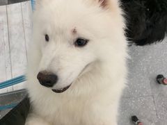 -Let's go狗咖·猫咖·奶狗·桌游(春熙路IFS店)