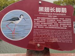 -北海金海湾红树林生态旅游区