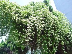 -四川大学(望江校区)