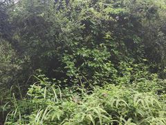 -聚龙山公园
