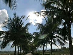 -亚龙湾国际玫瑰谷