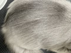 -四月宠物医院·猫专科·心脏专科·内科(转塘店)
