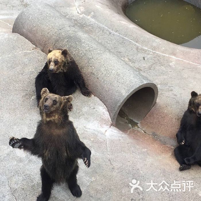 昭和新山熊牧场图片-北京动物园-大众点评网