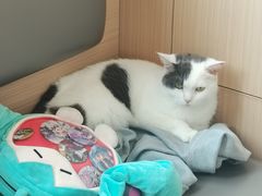 -喵园·猫主题咖啡厅·撸猫·猫咖(国贸店)