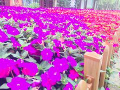 -艾溪湖湿地公园