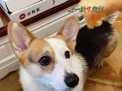 -必胜客(金开大道店)
