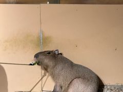 -天津zoonly动物主题公园