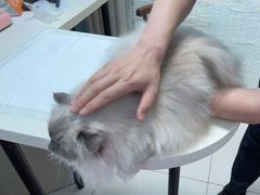 -纳吉亚猫专科动物医院博雅分院