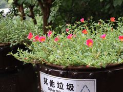 -乌镇景区