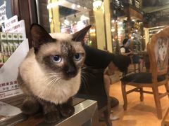 -more than meow吴止猫主题餐厅(承德 中船汇店)