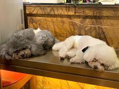 -more than meow吴止猫主题餐厅(承德 中船汇店)