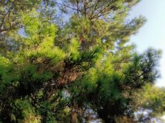 -神光山国家森林公园