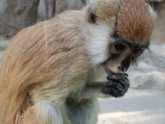 -泉州海丝野生动物世界