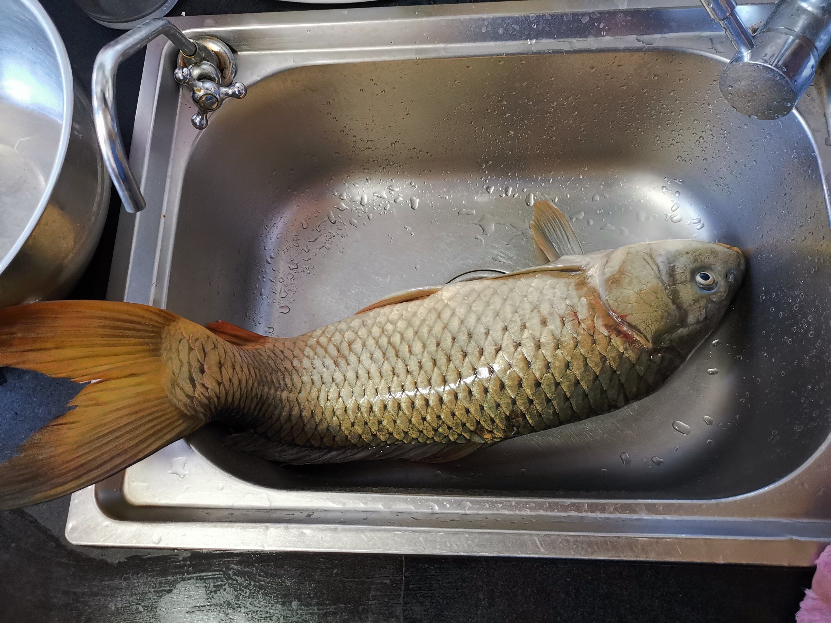 哥哥钓的大拐子,今晚上就吃它了啊