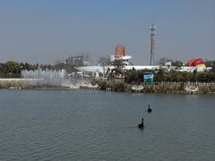 -荷兰花海
