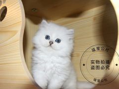 -喵zoo家庭繁育猫舍(尖东智能花园店)
