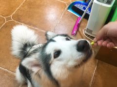 -李小姐の猫咖啡馆(五角场店)