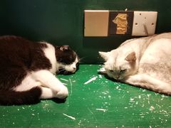 -猫儿山۰猫主题餐厅