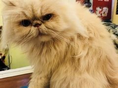 -猫色咖啡·猫咖