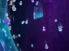 -太平洋海底世界