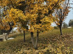 -汉长安城未央宫国家考古遗址公园