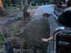 -清迈夜间动物园