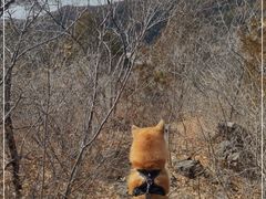 -北京十三陵国家森林公园蟒山景区