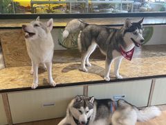 -Husky Go! 哈士奇体验馆·宠物咖啡厅狗咖