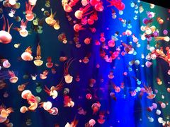 -成都浩海立方海洋公园