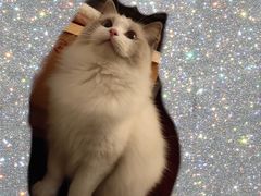 -momokira米努特·德文卷毛猫·棉花面纱犬