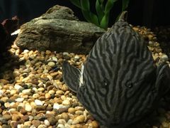 -暹罗海洋世界