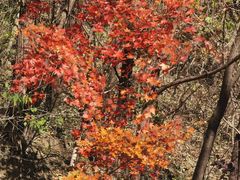 -北京鹫峰国家森林公园