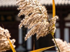 -函谷关历史文化旅游区