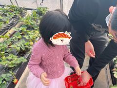 -甜心庄园·甜心草莓采摘园(西青中北店)