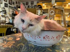 -平行世界·猫咖(首经贸店)