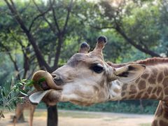 -广州长隆野生动物世界