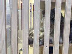 -爪爪喵星球·猫舍(前海卓越店)