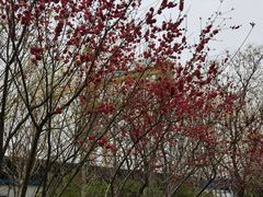 -桃花堤公园