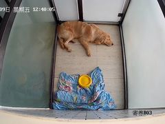 -趣玩宠物乐园寄养训犬训狗游泳池