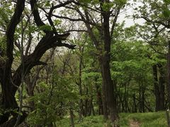-黄龙山原始森林景区