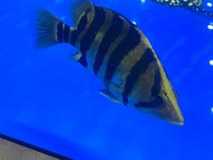 -中环花鸟鱼虫市场