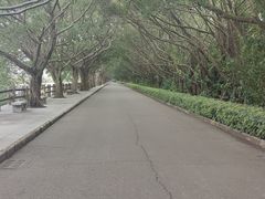 -大湾区中央湿地公园