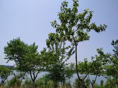 -绿堤公园