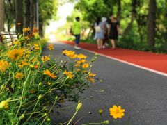 -上海长兴岛郊野公园