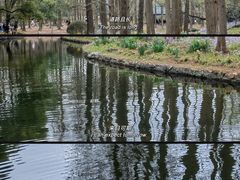 -上海共青森林公园