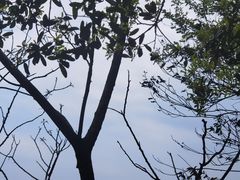 -缙云山景区