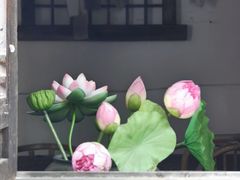 -甲乙丁書店·书茶咖·四合院